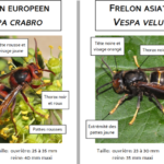 La lutte contre le frelon asiatique